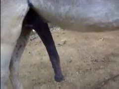 A Donkey takes huge joy by cock in a garden or woman having sex with donkey